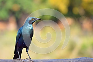 Greater blue-eared starling (Lamprotornis chalybaeus)