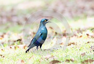 A Greater Blue Eared Starling Lamprotornis chalybaeus atop a vibrant, lush green field, showcasing its striking