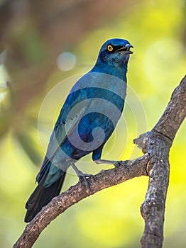 Greater blue eared Starling photo