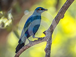 Greater blue eared Starling photo