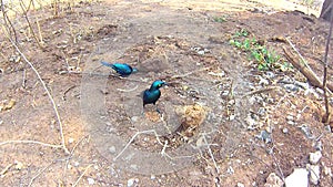 Greater Blue-eared Starling Lamprotornis chalybaeus in Chobe National Park