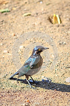Greater Blue-Eared Starling (Lamprotornis Chalybaeus) feeding during the day, Kruger National Park