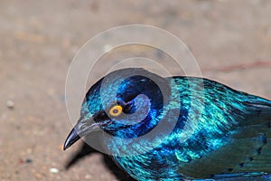 Greater Blue-Eared Starling (Lamprotornis Chalybaeus) feeding during the day, Kruger National Park