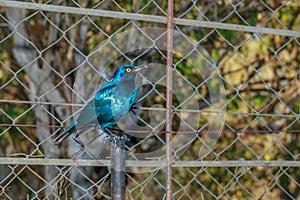 Greater Blue-Eared Starling (Lamprotornis Chalybaeus) feeding during the day, Kruger National Park