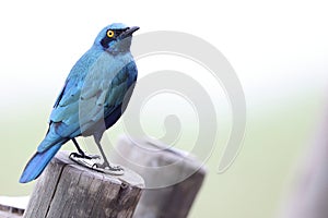 The greater blue-eared starling (Lamprotornis chalybaeus nordmanni ) in Kruger National Park, South Africa