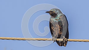 Greater blue-eared Starling Looking Left