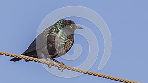 Greater blue-eared Starling Looking Right