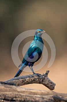 Greater blue-eared starling opens beak on branch