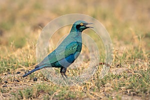 Greater blue-eared starling opens beak on grass
