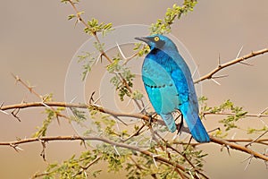 An greater blue-eared starling perched on a branch, Kruger National Park, South Africa