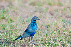 Greater Blue Eared Starling perched on the ground