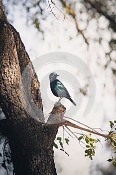 Greater blue-eared starling perched on a tree branch. Lamprotornis chalybaeus.