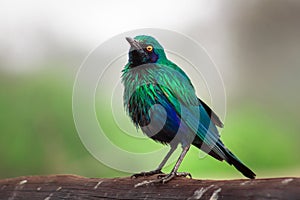 Greater Blue-Eared Starling perching