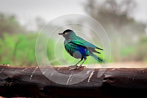 Greater Blue-Eared Starling perching