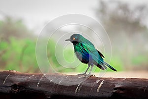 Greater Blue-Eared Starling perching