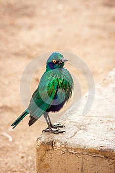 Greater Blue-Eared Starling perching