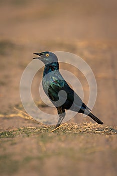 Greater blue-eared starling in profile on track