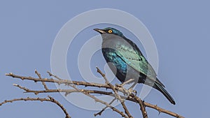 Greater blue-eared Starling on Shrubbery