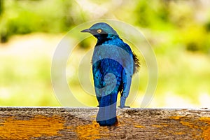 Greater Blue-Eared Starling sitting on a fence rail at Skukuza Rest Camp