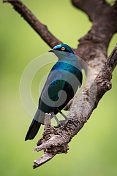 Greater blue-eared starling turning head on branch