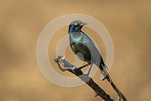 Greater blue-eared starling turning round on branch