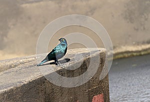 A Greater Blue-eared Starling on the wall