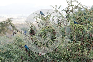 Greater blue-eared starlings