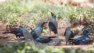 Greater blue-eared Starlings Drinking Water