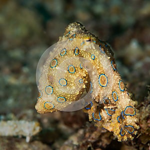 Greater blue-ringed octopus photo