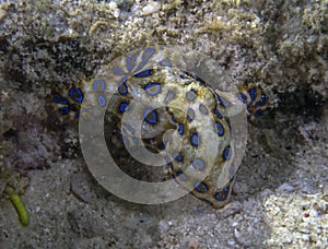 Greater Blue-ringed Octopus Hapalochlaena lunulata