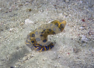 Greater Blue-ringed Octopus Hapalochlaena lunulata photo