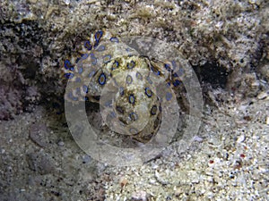 Greater Blue-ringed Octopus Hapalochlaena lunulata photo