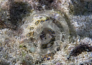 Greater Blue-ringed Octopus Hapalochlaena lunulata