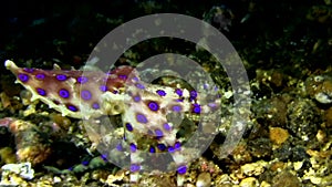 Greater blue-ringed octopus Hapalochlaena lunulata on the sand in the night in Lembeh strait