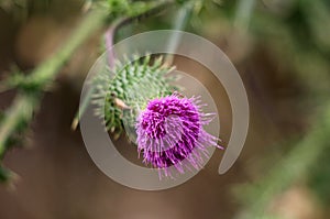 Greater burdock or Arctium lappa biennial plant top view of brush like purple flower head