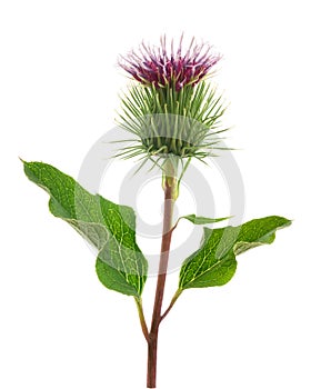 Greater Burdock flower