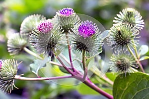 Più grande bardana viola spinoso fiori. pianta 