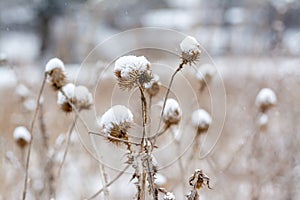 Greater burdock with snow