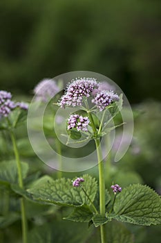 Greater Burnet Saxifrage Pimpinella major