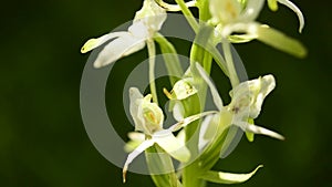 Greater Butterfly-orchid