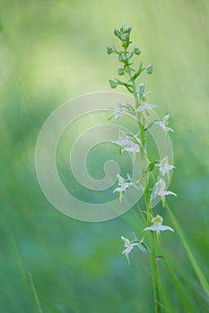 Greater butterfly orchid