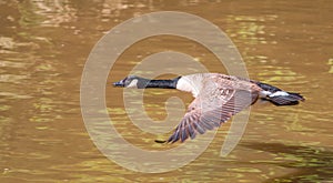 Greater canada goose in flight over river.