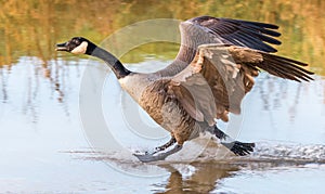 Greater Canada goose landing