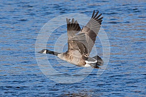 Greater Canadian goose flying above river