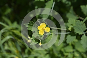 Greater celandine