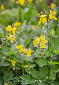 Greater Celandine. Chelidonium majus