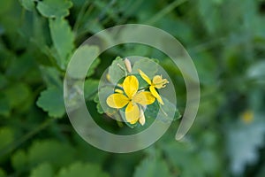 The greater celandine (Chelidonium majus)