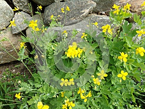 Greater Celandine chelidonium majus along a rock wall garden border