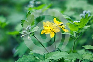 Greater celandine (Chelidonium majus, tetterwort, nipplewort or swallowwort)