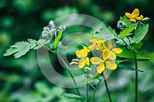 Greater celandine (Chelidonium majus, tetterwort, nipplewort or swallowwort)